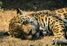 Curso Interacciones Vivas, un espacio que explora los procesos más importantes de los ecosistemas del planeta